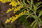 Twistleaf goldenrod